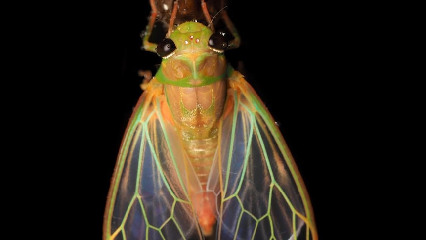 A close up photo of a frog cicada