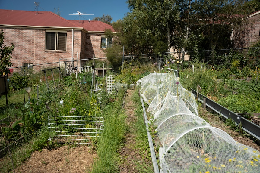 Netting and garden beds in a Tasmanian community garden.