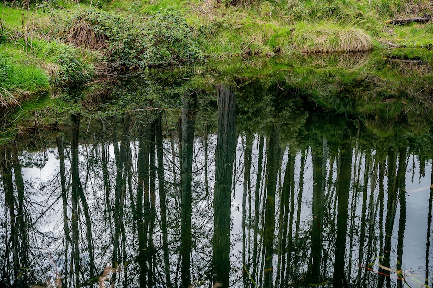 Logging can disrupt the natural rhythm of the ecosystem