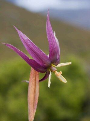 a purple native flower