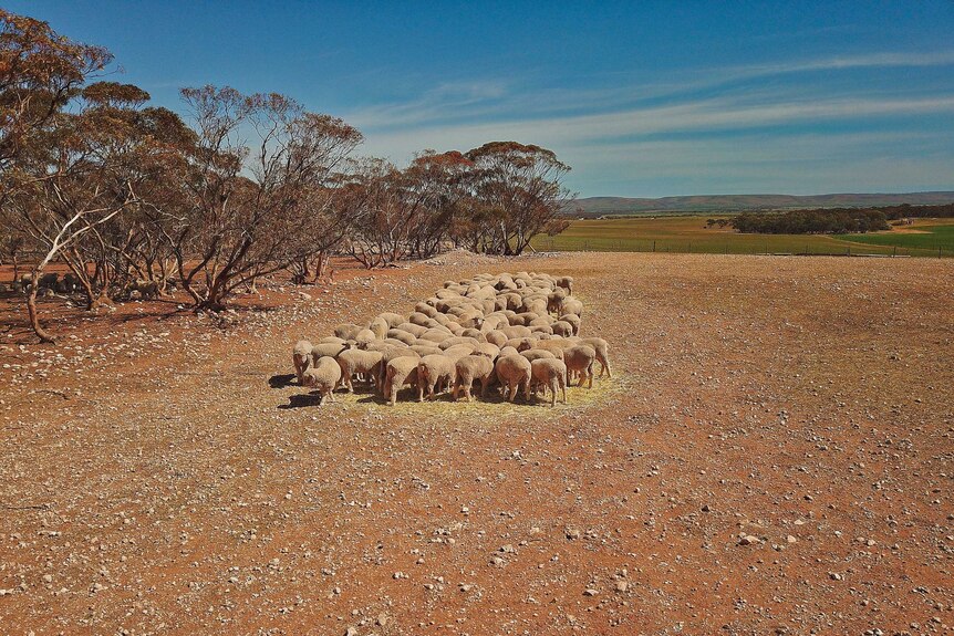 A group of sheep on dry dirt.