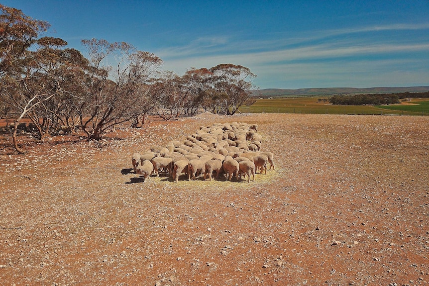 A group of sheep on dry dirt