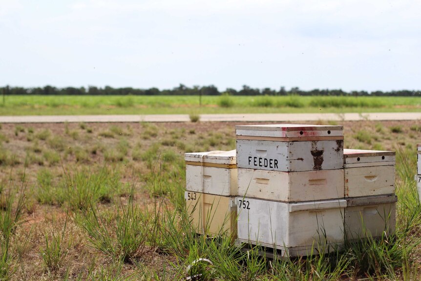 Bee hives in a field