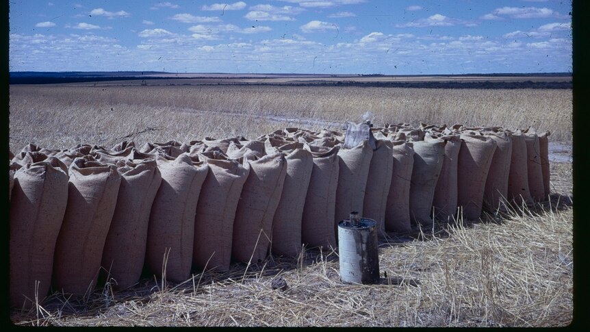 Vintage picture of bags of wheat lined up in a row