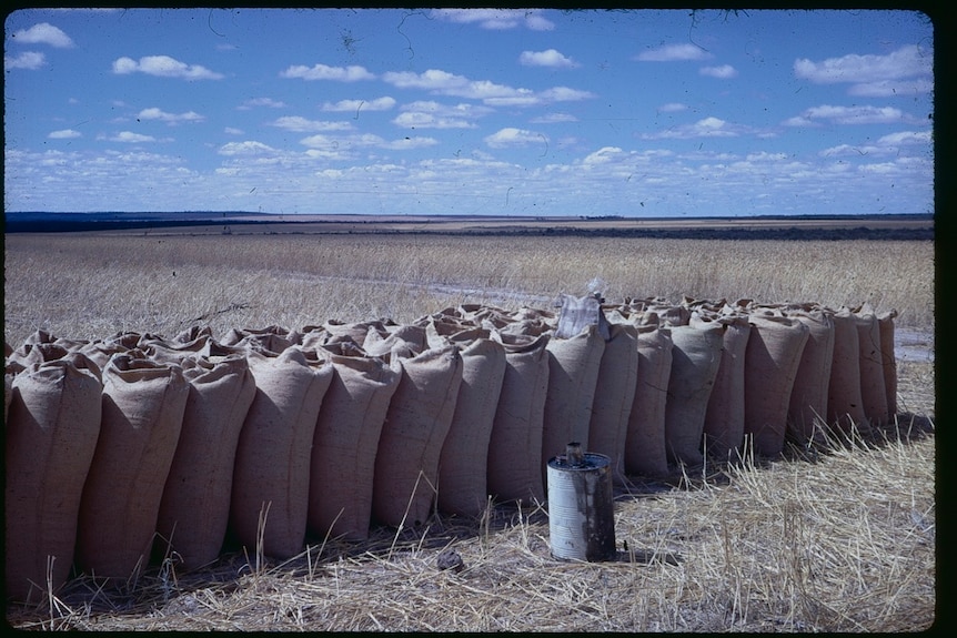 Vintage picture of bags of wheat lined up in a row