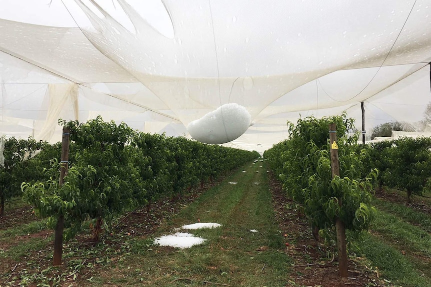Hail hanging in nets above stone fruit trees