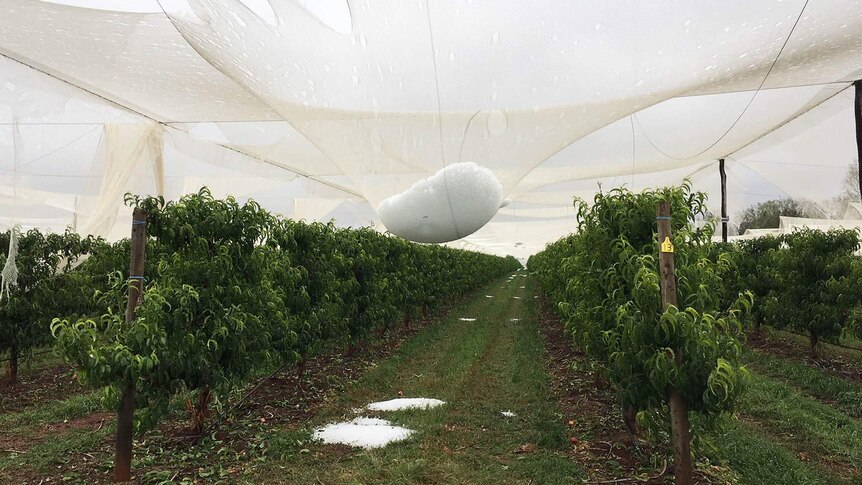 Hail hanging in nets above stone fruit trees