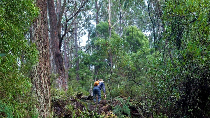 A hiker walks up hill covered in green life, trees are everywhere.