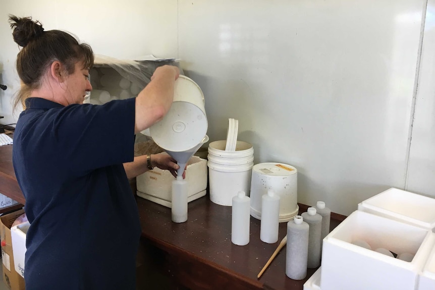 Predatory mites being packed into bottles.