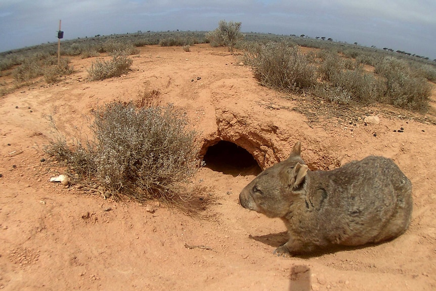 It stand just outside the burrow