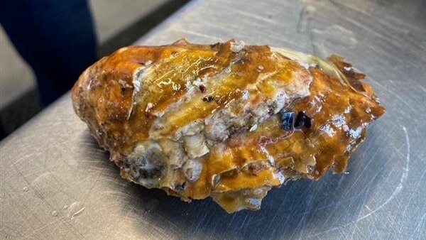 A golden coloured oyster shell sitting on a bench at a Tasmanian oyster farm