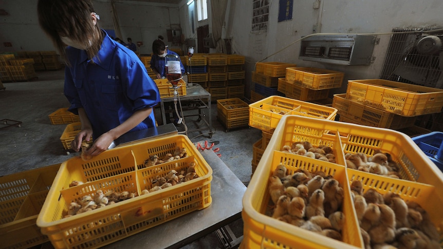 A woman holds a chick in her hand with several crates holding chicks around her.