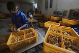 A woman holds a chick in her hand with several crates holding chicks around her.