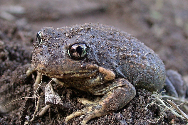 A frog that is a mixture of green, grey and brown, sits in the mud and stares at the camera.