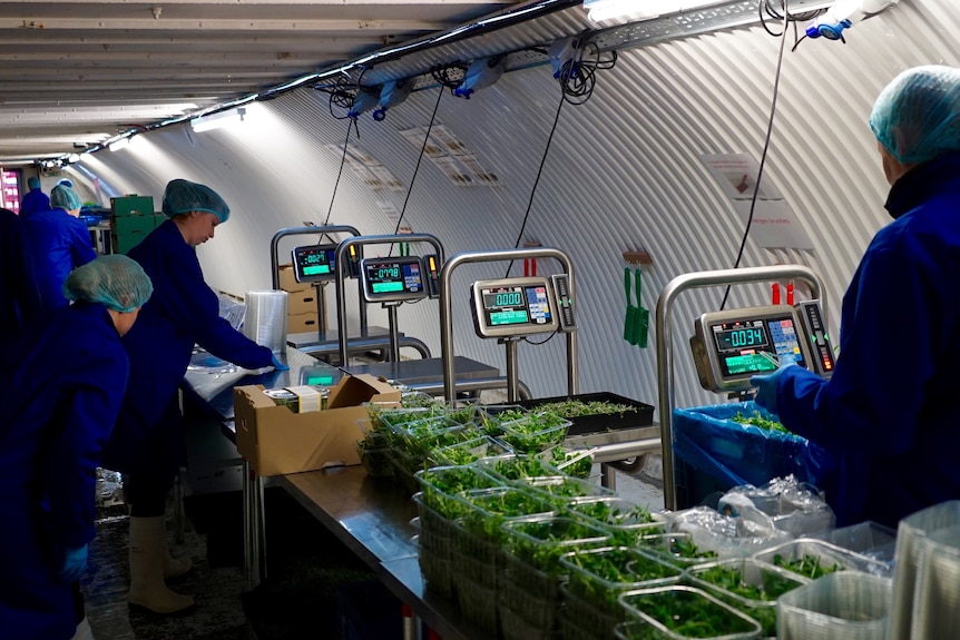 People dressed in blue coats and hairnets use scales to weigh lettuce leaves in a tunnel-shaped room.