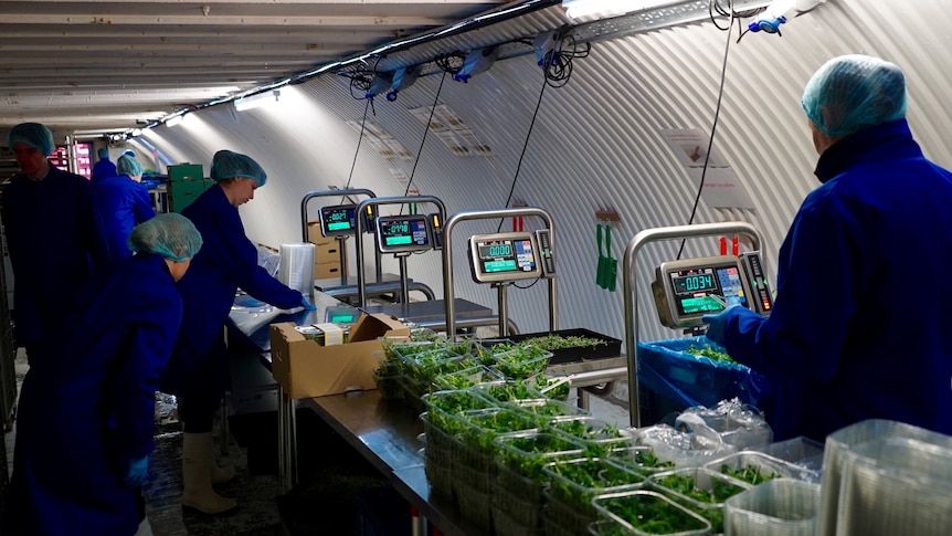 People dressed in blue coats and hairnets use scales to weigh lettuce leaves in a tunnel-shaped room.