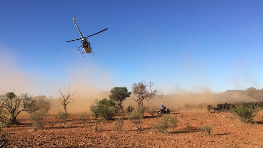 A helicopter and farmers on quad bikes muster cattle.