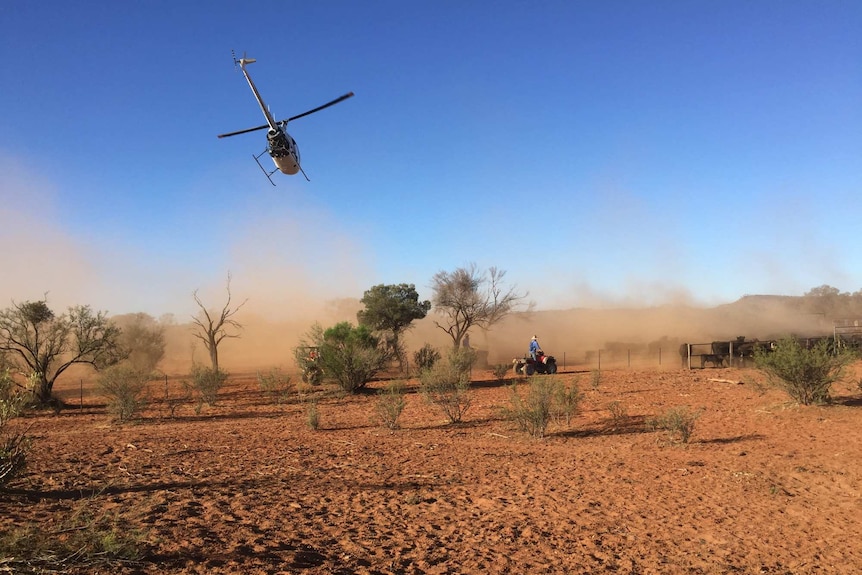 A helicopter and farmers on quad bikes muster cattle.