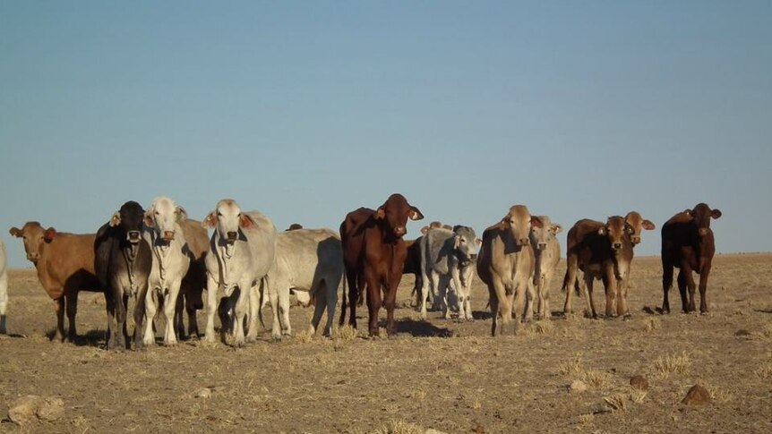 Brahman cattle stand in a paddock.