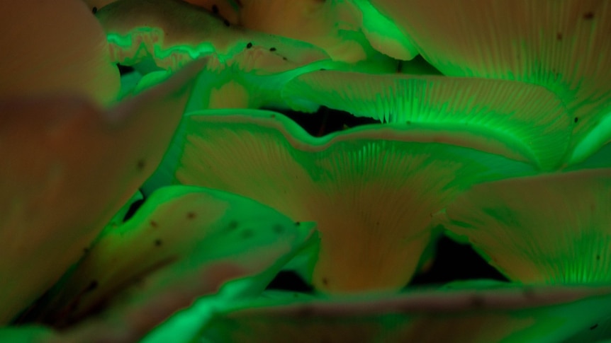 Ghost mushroom close-up