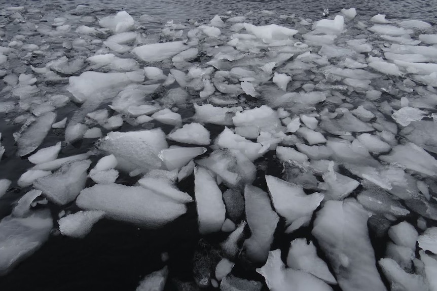 Chunks on ice float in the ocean.