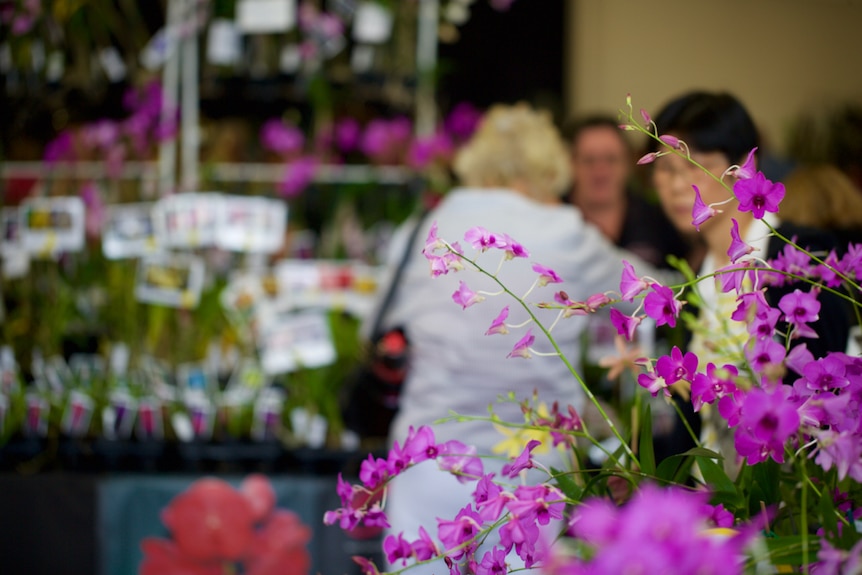 Cooktown orchids on display at an orchid fair
