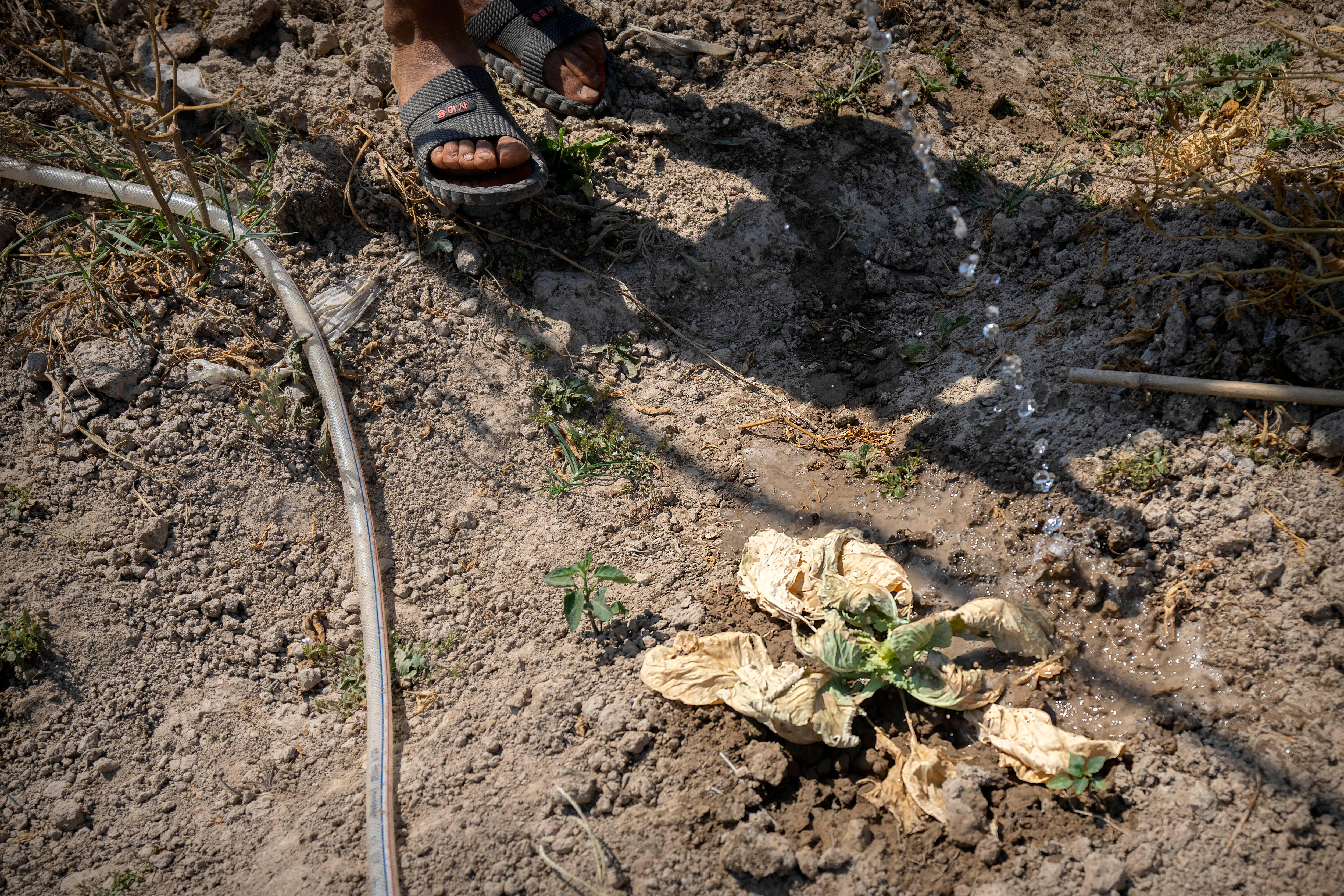  A shrivelled plant on dry ground gets a small stream of water from a hose. Feet in sandals in top corner and man's shadow