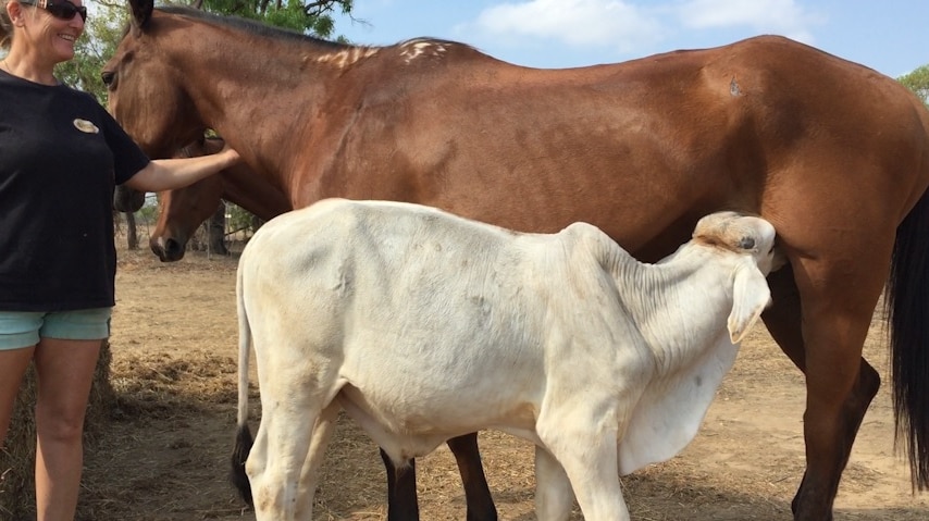 Mare adopts orphaned calf
