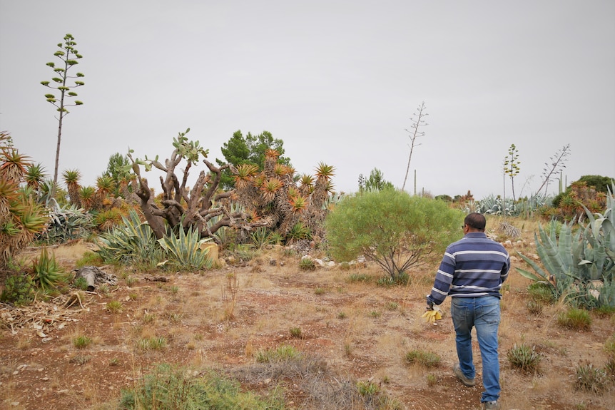 Raghu Palisetty walking through Arizona Cactus Farm.