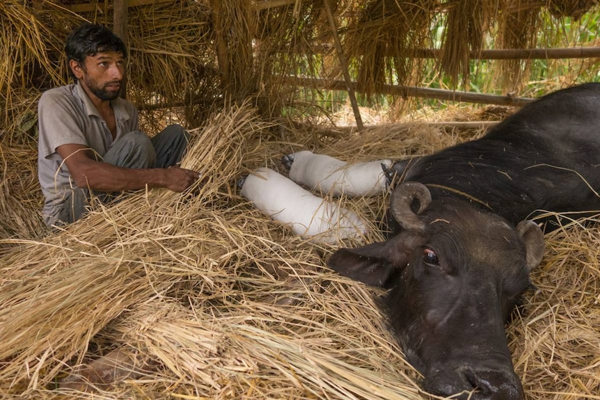 Cow injured in Nepal earthquake with plaster casts on legs