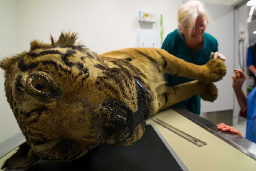 Kathryn Medlock looks over stuffed Bengal tiger
