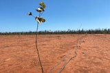 A cleared, dry, red dirt paddock with rows of young gubinge trees flanked by irrigation lines