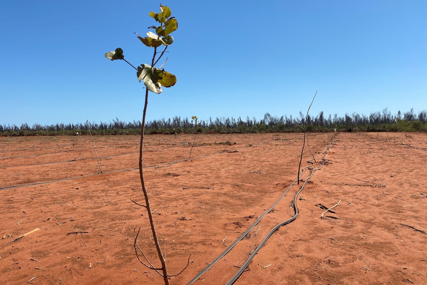 A cleared, dry, red dirt paddock with rows of young gubinge trees flanked by irrigation lines