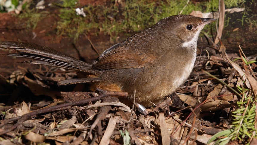 A noisy scrub bird in the bushland.