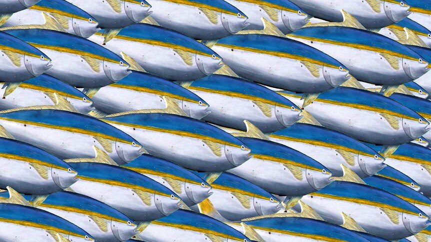 Kingfish collage
