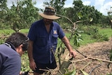 Bowen mango grower Ben Martin inspects the damage from Cyclone Debbie.