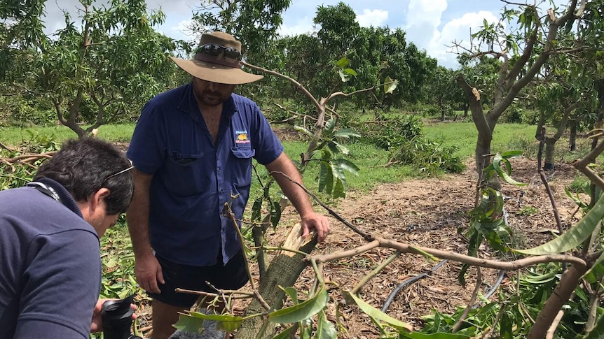 Bowen mango grower Ben Martin inspects the damage from Cyclone Debbie.