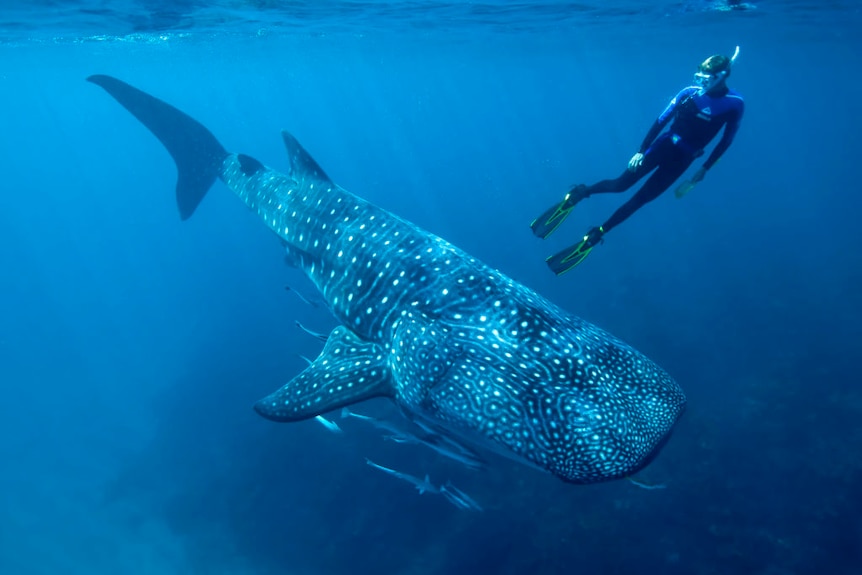 Person swimming in deep water with a large whale shark.