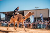 Woman racing a camel