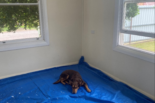 A dog lies on a blue dropsheet in the corner of a room being painted white.
