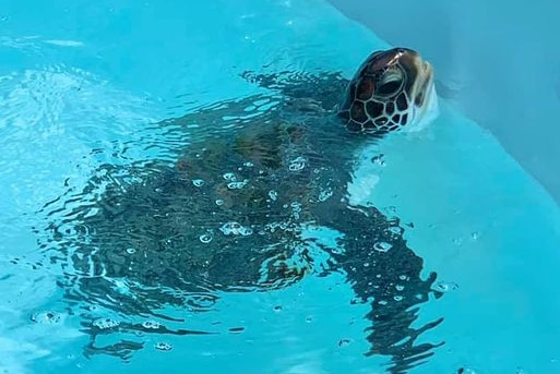 A turtle in a pool