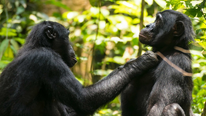 Old male bonobo grooms younger male