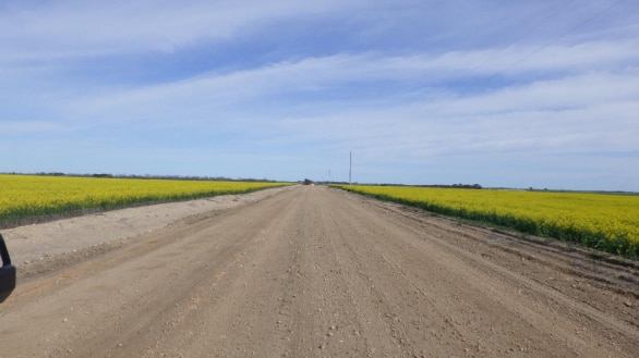 A dirt road with yellow canola right to the edge