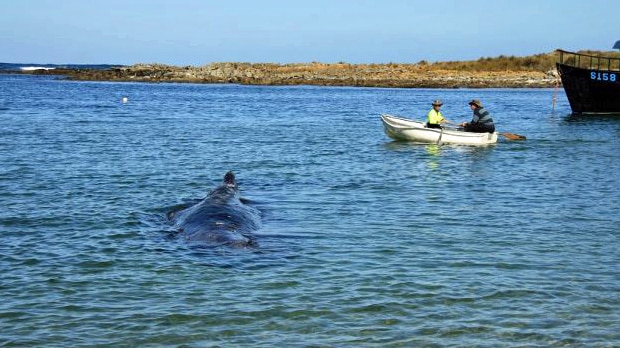 Parks and Wildlife Service says the whale was last seen swimming strongly.