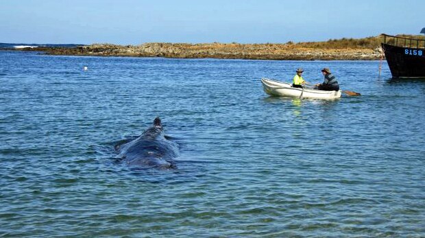 Parks and Wildlife staff in Tasmania monitor a sperm whale stranded in a west coast harbour.