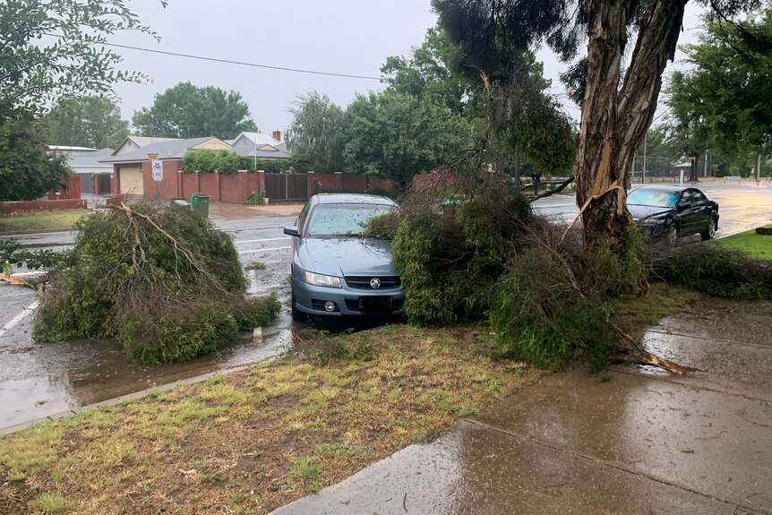 Tree branches surrounding a car on a suburban street