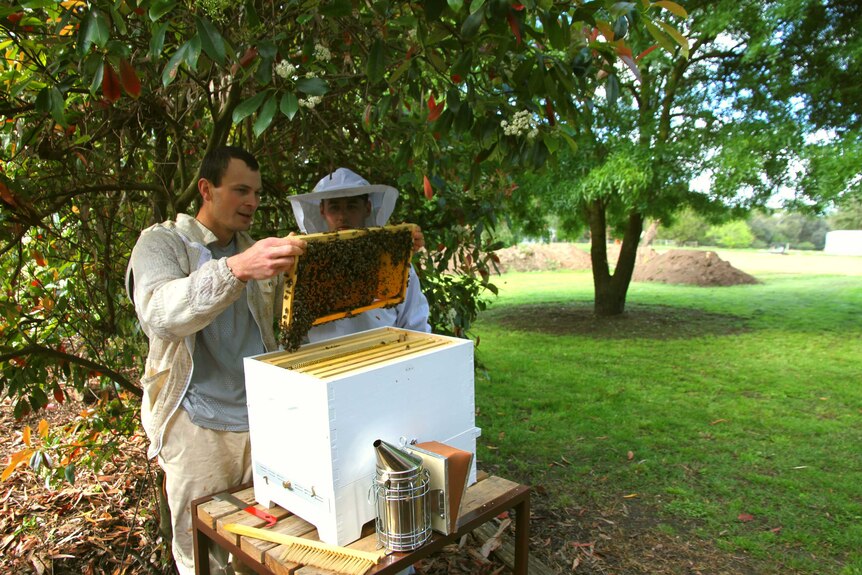 Two men hold up a row of a beehive in a green garden setting.