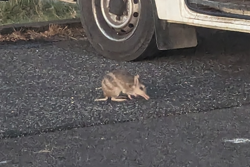 A striped bandicoot in a car park, with an old surf van wheel behind.