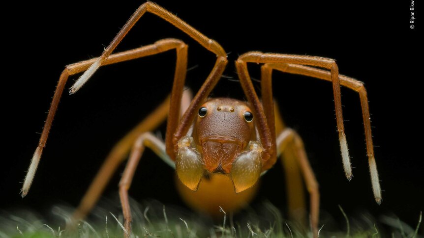 A close up of a thin, light brown spider with small black eyes and big pincers. The spider looks similar to an ant.