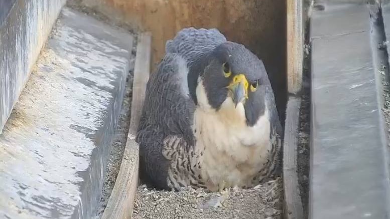 A peregrine falcon captured on a webcam sitting in a nesting box. The bird looks directly at the camera.